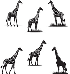Obraz premium Giraffe vector
