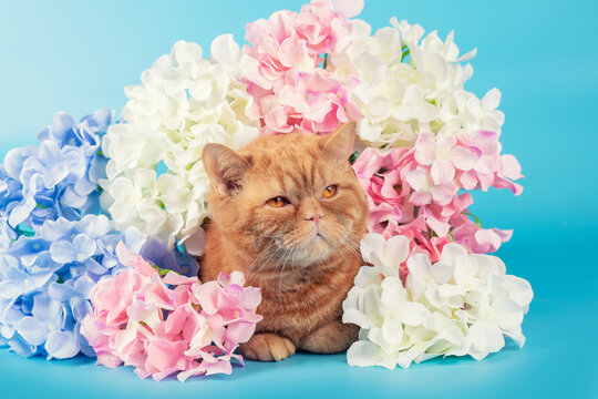 Red British Shorthair cat with bright hydrangea flowers on blue background