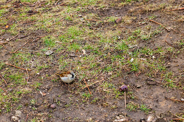 A small, delicate bird is sitting quietly on the ground in the grass
