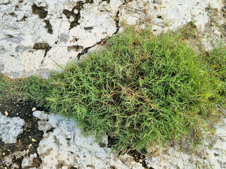 Wild grass grows around the country road