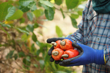  Close up gardener hands hold red cashew fruit in garden. Concept economic agricultural crops in Thailand and Asian countries. Tropical fruits. Ready to harvest. 