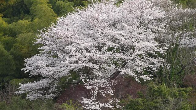 春の森に自生する咲く桜