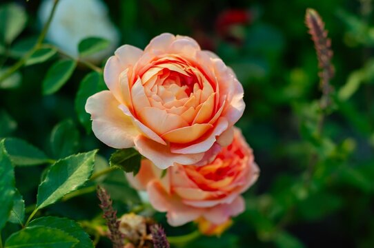 Fototapeta Peach roses in selected focus, their radiant bloom contrasted by soft defocus lavender hues.