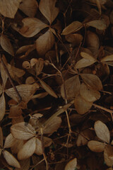 dried brown hydrangea flower 