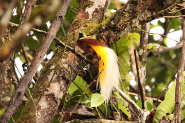 The lesser bird-of-paradise (Paradisaea minor) is a bird-of-paradise in the genus Paradisaea. This...
