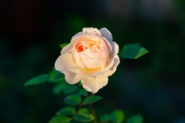 A single, light peach garden rose basks in the warm sunlight, its petals softly unfolding against a dark green backdrop.