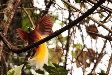 The lesser bird-of-paradise (Paradisaea minor) is a bird-of-paradise in the genus Paradisaea. This photo was taken in west Papua, Indonesia.