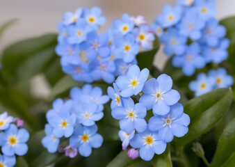 Close up of forget me not flower