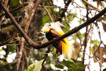 The lesser bird-of-paradise (Paradisaea minor) is a bird-of-paradise in the genus Paradisaea. This...
