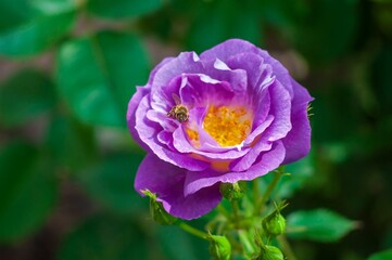 Fototapeta premium Honeybee delicately perched on a fully bloomed, vibrant purple rose in a lush garden setting.