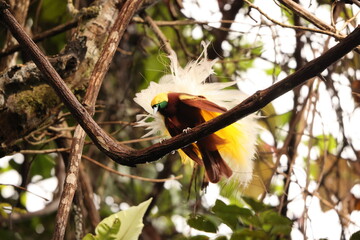 The lesser bird-of-paradise (Paradisaea minor) is a bird-of-paradise in the genus Paradisaea. This...