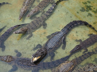 Top view of crocodile herd in the pond