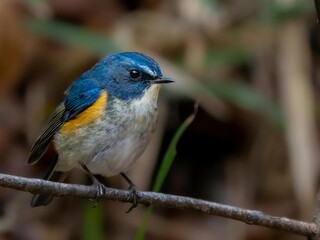 森の木陰で周りを見渡しているルリビタキの雄