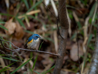 森の木陰で周りを見渡しているルリビタキの雄