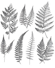 Fototapeta premium illustrations of various trees, leaves, grasses, and botanical elements on white background.