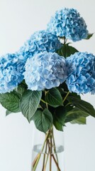 Artistic Rendering of Hydrangeas - White and Blue Blossoms on a White Canvas