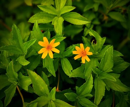 Daysi Flowers