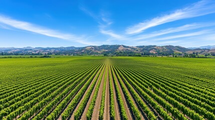 A panoramic view of lush green vineyards under a bright blue sky, showcasing neatly arranged rows of grapevines against a hilly backdrop.