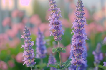 Obraz premium Beautiful purple flowers bloom in a vibrant garden at sunset in the early summer