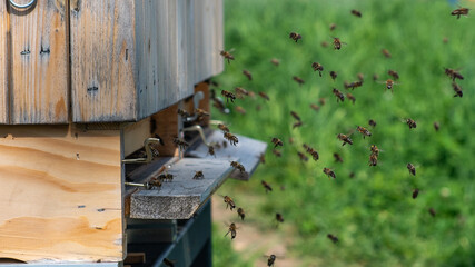Bees flying to the hive. Concept of collecting honey