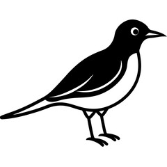 bird on a white background