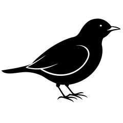 vector illustration of a bird