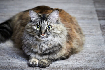 Portrait of a Norwegian forest cat on a light background.