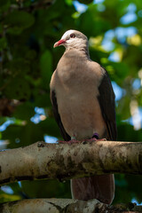A rare pink pigeon (Nesoenas mayeri), a species of pigeon in the Columbidae family, endemic to Mauritius Island, perched on a branch.