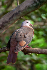 A rare pink pigeon (Nesoenas mayeri), a species of pigeon in the Columbidae family, endemic to Mauritius Island, perched on a branch.