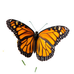 Obraz premium Bright Orange Tiger Butterfly Resting on a Flower Isolated on Transparent Background