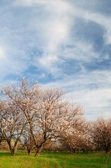 Blossoming trees paint a picturesque scene against a vibrant blue sky, showcasing the beauty of...