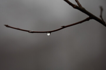 Evening. Raindrops on bare autumn branches. Mood of sadness