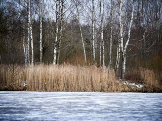Winter landscape by the river. Ice, snow, water and birches