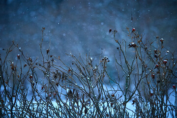 Wild rose hips under snow on a winter evening. Winter mood.