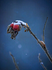 Wild rose hips under snow on a winter evening. Winter mood.