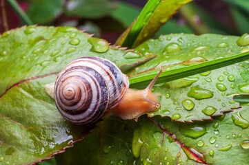 A snail glides along a wet leaf, droplets clinging to its surface in a vibrant garden scene. © Andrii_Abriutin