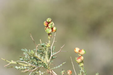 berries of sarcopoterium spinosum (prickly burnet)