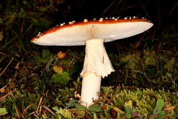 Close-up image of a poisonous mushroom called a fly agaric.