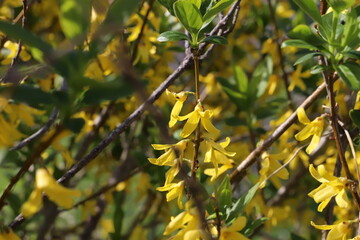 日本の春の公園に咲く黄色いレンギョウの花
