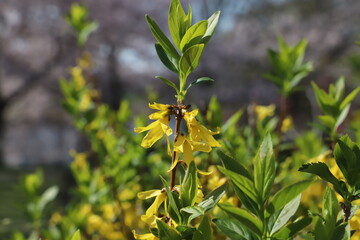 日本の春の公園に咲く黄色いレンギョウの花