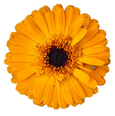 yellow flower isolated on white