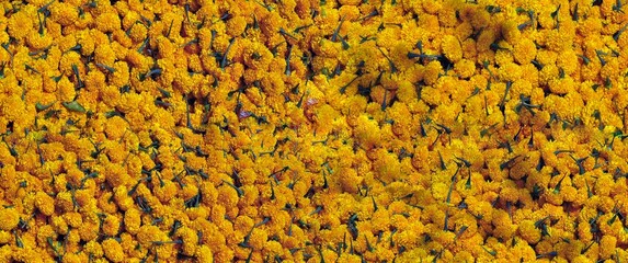 seamless yellow flower background