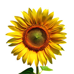 Fototapeta premium Sunflower Image: Nature Photography