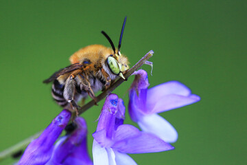 Close-up footage of a digger wasp and its nest, a european species of wasp belonging to the Vespa genus.