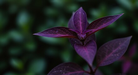 Velvet Shadows AI Generated