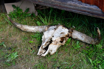 A close up on a replica of a bison skull, complete with massive horns and teeth, laying on a lush lawn, meadow, or pastureland and seen during a medieval fair organized in Poland in summer