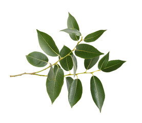 Small branches of fresh green leaves (salix) isolated on white or transparent background