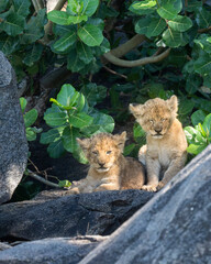 lion cubs on famous central serengeti rock formation