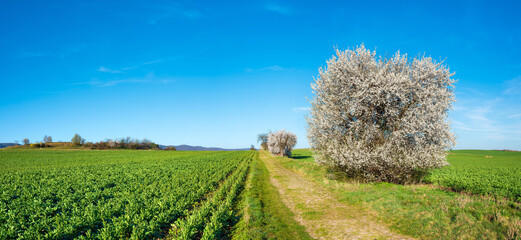 Old overgrown cobblestone road through green fields under blue sky in spring, blackthorn bushes in...