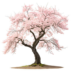 Obraz premium cherry blossom isolated on white